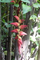 Heliconia pogonantha image