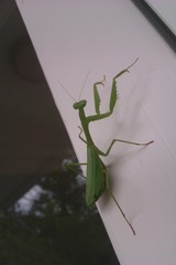 Miomantis caffra