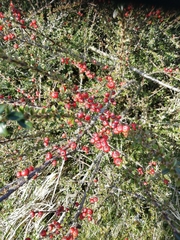 Cotoneaster horizontalis