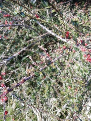 Cotoneaster horizontalis