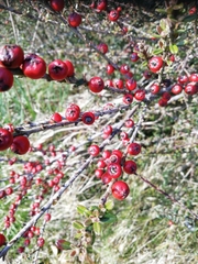 Cotoneaster horizontalis
