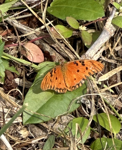 Cayo Negro Malo