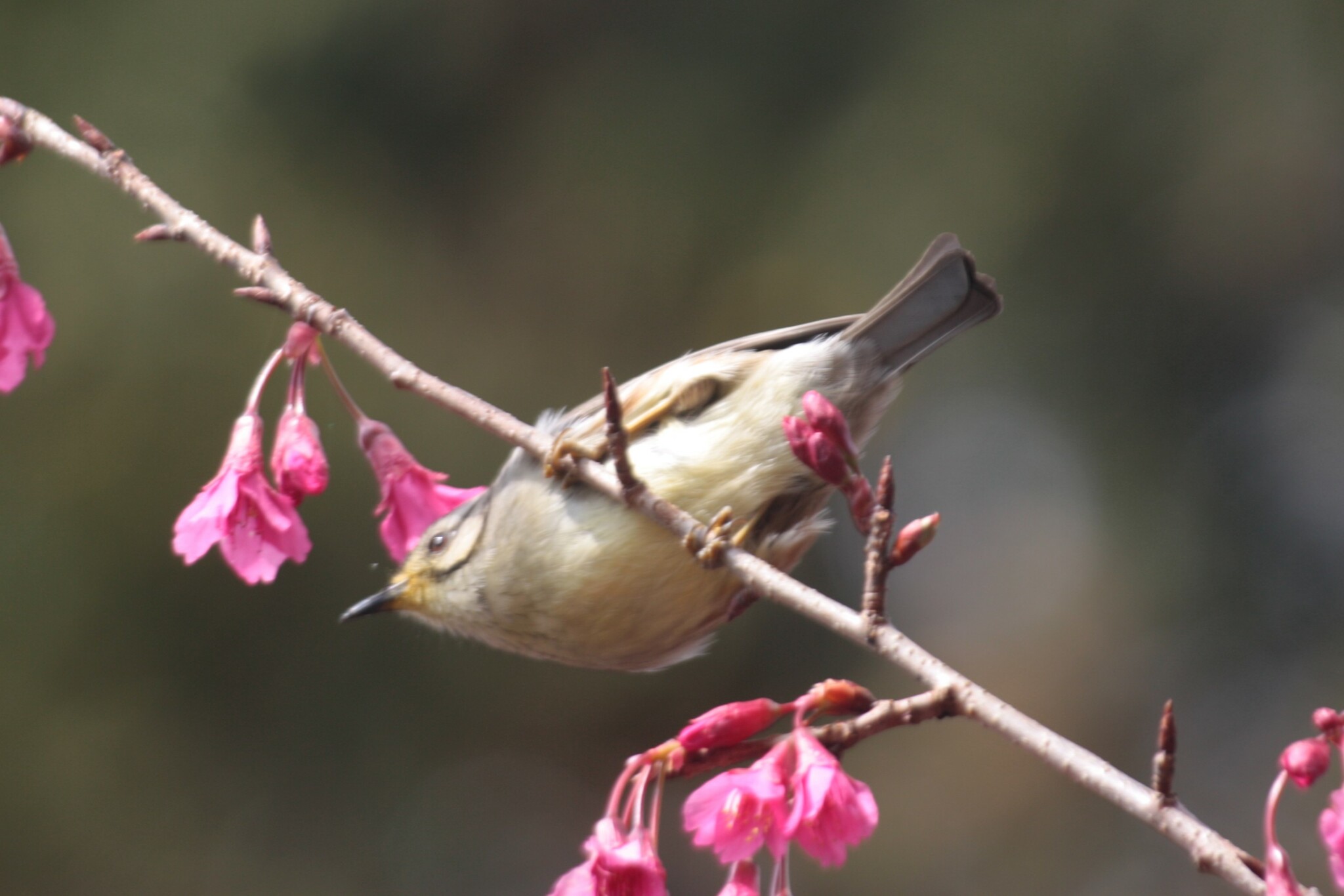 Taiwan Yuhina illustration