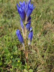 Gentiana decumbens