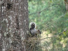 Sciurus aureogaster