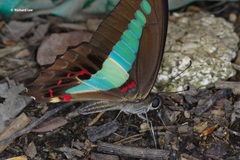 Graphium sarpedon luctatius