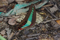 Graphium sarpedon luctatius