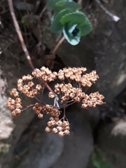 Hylotelephium caucasicum