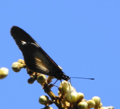 Acraea esebria