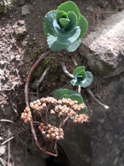 Hylotelephium caucasicum