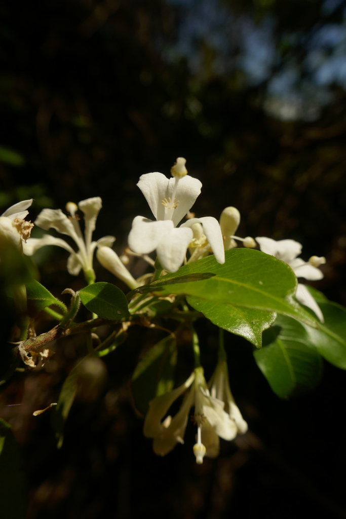 Humbertioturraea rhamnifolia