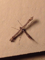 Amblyptilia pica
