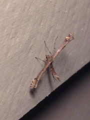 Amblyptilia pica