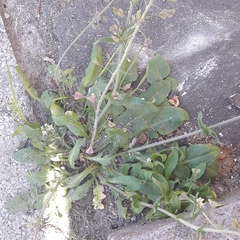 Capsella bursa-pastoris