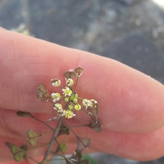 Capsella bursa-pastoris