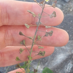 Capsella bursa-pastoris