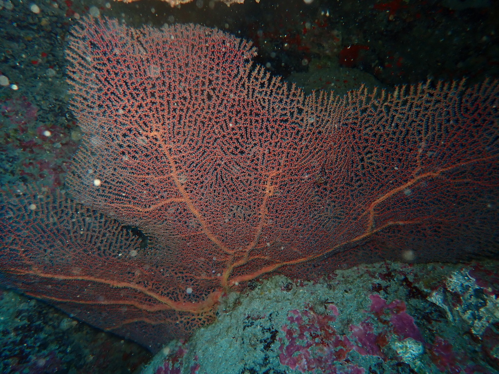 Pacifigorgia dampieri