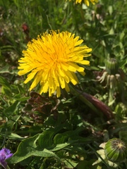 Taraxacum officinale