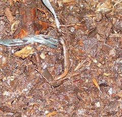 Bolitoglossa platydactyla