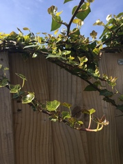 Hedera helix