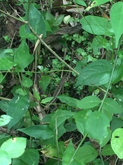 Stenocercus iridescens