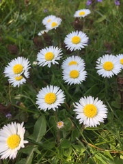 Bellis perennis