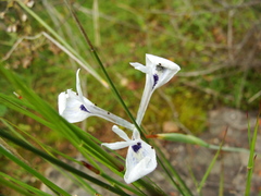 Moraea tripetala tripetala