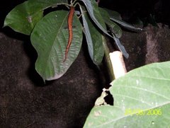 Bolitoglossa platydactyla