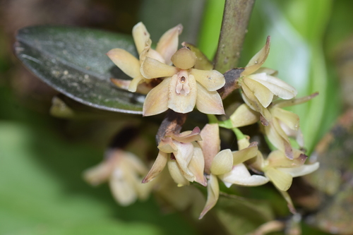 Epidendrum platystigma Rchb.f. 4