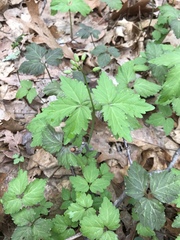 Cardamine diphylla