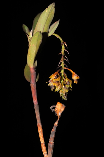Epidendrum evelynae Rchb.f. 3
