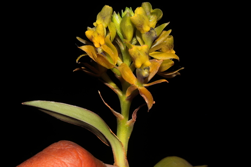Epidendrum evelynae Rchb.f.