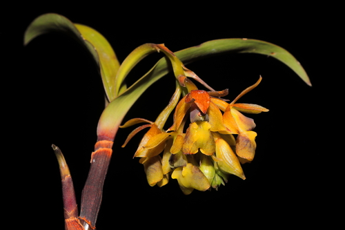 Epidendrum evelynae Rchb.f. 2