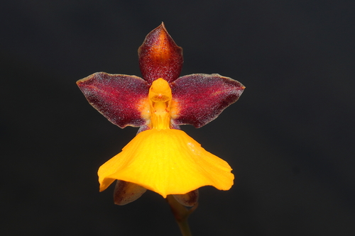 Image of Cyrtochilum aureum by (c) Paúl Gonzáles, some rights reserved (CC BY)