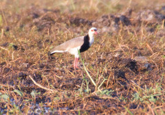 Vanellus crassirostris