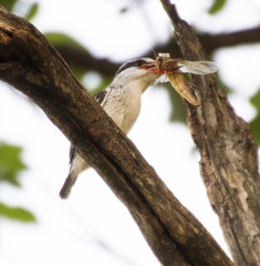 Halcyon chelicuti chelicuti