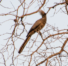 Corythaixoides concolor bechuanae