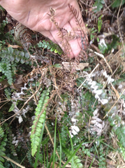 Blechnum membranaceum