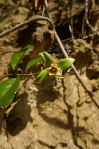 Diospyros comorensis image