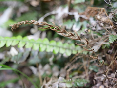 Blechnum membranaceum