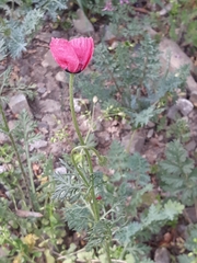 Papaver hybridum