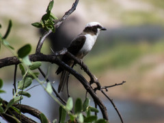 Eurocephalus anguitimens