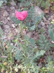 Papaver hybridum