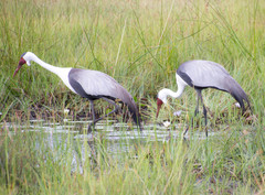 Bugeranus carunculatus