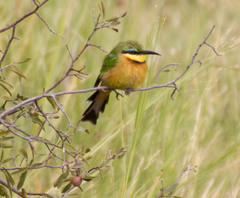 Merops pusillus argutus
