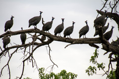 Numida meleagris mitratus