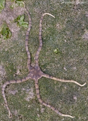 Ophioplocus imbricatus image