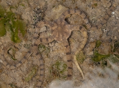 Ophioplocus imbricatus image
