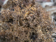 Cladia inflata