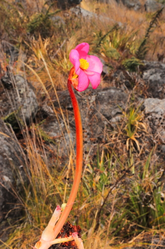 Image of Begonia veitchii by (c) Paúl Gonzáles, some rights reserved (CC BY)